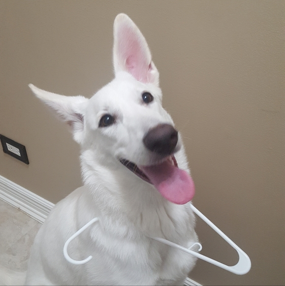 Meet your Posher, Tina - Picture 3 of 4